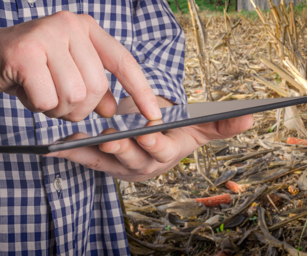 Crop Insurance